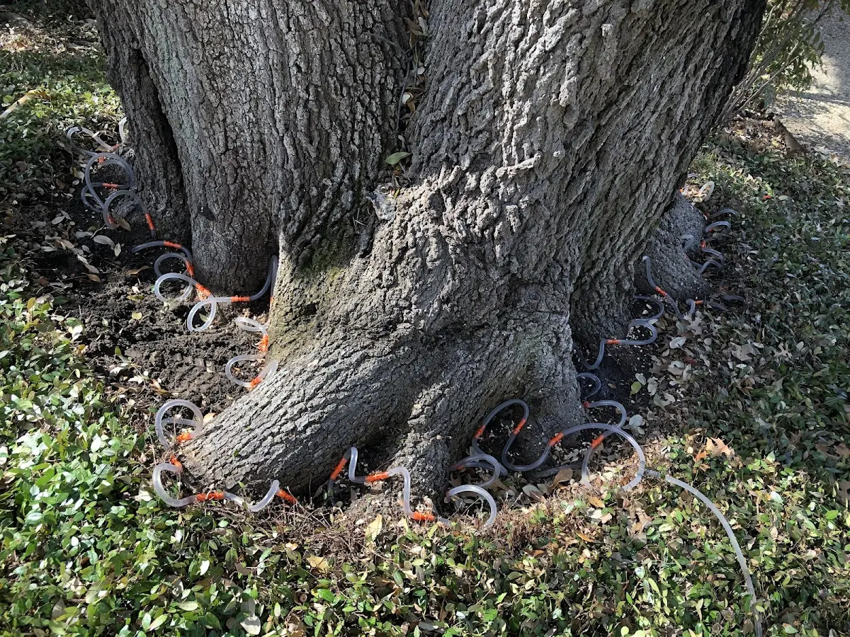 Detailed Tree Cabling and Bracing job site in Nason