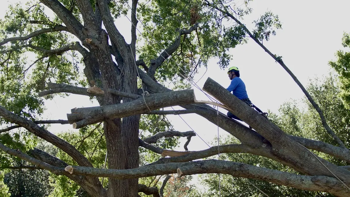 Professional Crown Thinning performed by certified arborists in Nason